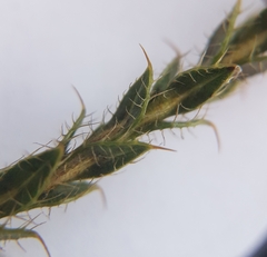 Cullumia reticulata