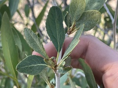 Populus angustifolia