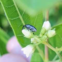 Odontocorynus