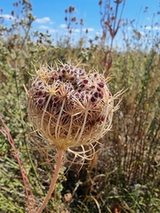 Daucus carota