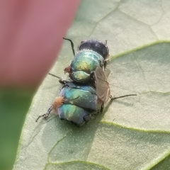 Entomophthora muscae