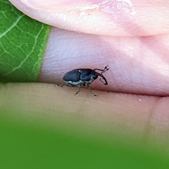 Odontocorynus