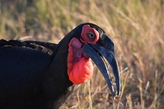 Bucorvus leadbeateri