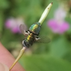 Entomophthora muscae