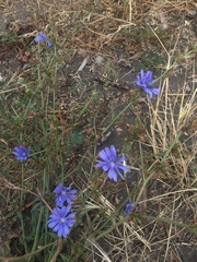 Cichorium intybus