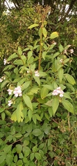 Impatiens glandulifera