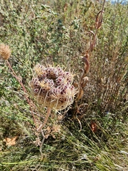 Daucus carota