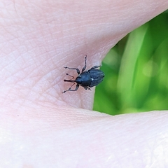 Odontocorynus