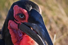 Bucorvus leadbeateri