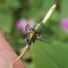 Entomophthora muscae