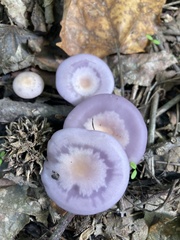 Cortinarius iodes