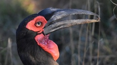 Bucorvus leadbeateri