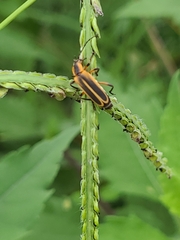 Chauliognathus marginatus
