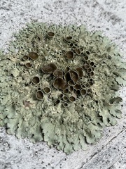 Xanthoparmelia conspersa