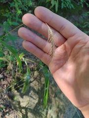 Elymus villosus