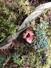 Hydnellum peckii