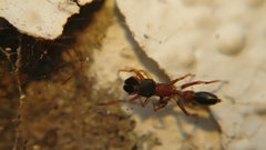 Myrmarachne melanocephala