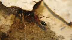Myrmarachne melanocephala