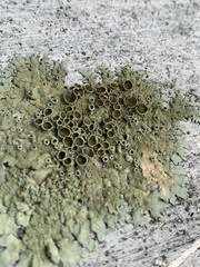 Xanthoparmelia conspersa