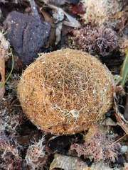 Cymodocea nodosa
