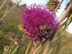 Bombus veteranus