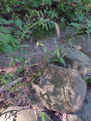 Elymus villosus