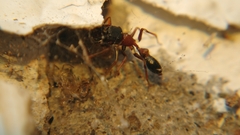 Myrmarachne melanocephala