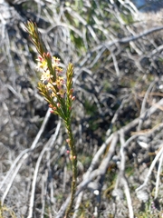 Struthiola