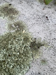 Xanthoparmelia conspersa