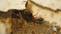 Myrmarachne melanocephala