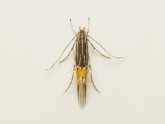 Cosmopterix dapifera