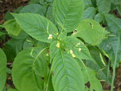 Impatiens parviflora