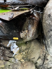 Limnonectes fujianensis