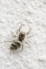 Salticus scenicus