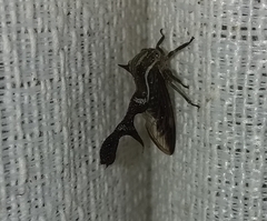 Heteronotus trinodosus