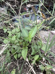 Commelina benghalensis