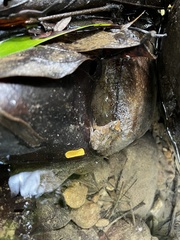 Limnonectes fujianensis