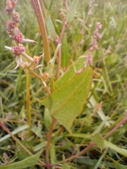 Atriplex prostrata