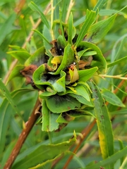 Rabdophaga rosaria