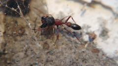 Myrmarachne melanocephala