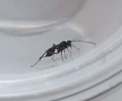 Pimpla rufipes