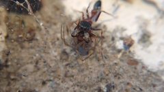 Myrmarachne melanocephala