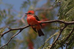 Pyrocephalus rubinus