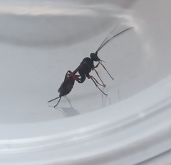 Pimpla rufipes