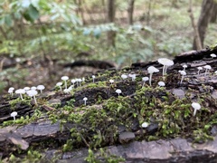 Tetrapyrgos nigripes