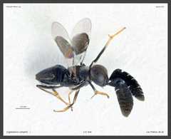 Cryptanusia comperei