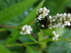 Coreus marginatus