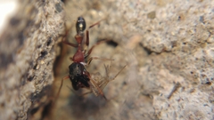 Myrmarachne melanocephala