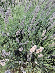 Lavandula