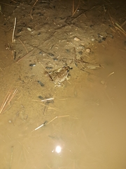 Lithobates clamitans